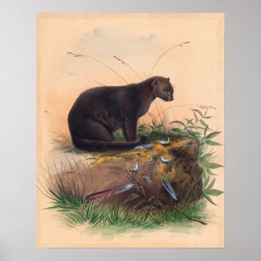 The Yaguarundi Cat van Joseph Wolf Poster (Voorkant)