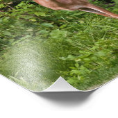 The Yearling Foto Afdruk (Hoek)