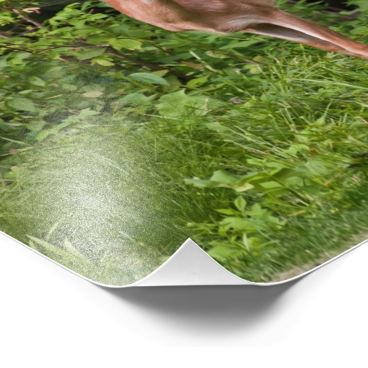 The Yearling Foto Afdruk (Hoek)