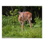 The Yearling Foto Afdruk (Voorkant)