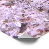 Thecacera pacifica poster (Hoek)