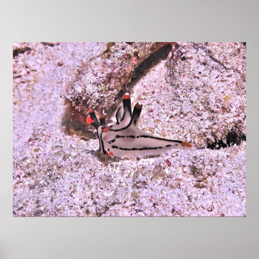 Thecacera pacifica poster (Voorkant)