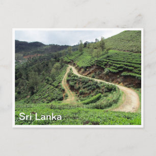 thee aanplantingen Sri Lanka Briefkaart