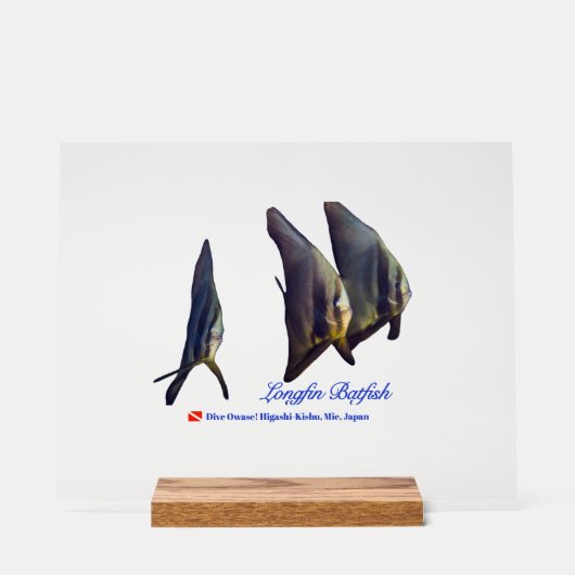 Thee Cute Longfin Batfish Drank Onderscheider Acryl Bord (Voorkant)