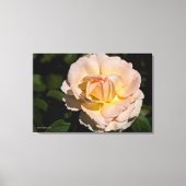 Thee Roos Canvas Afdruk (Voorkant)