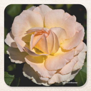 Thee Roos Kartonnen Onderzetters