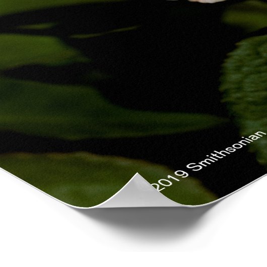 Thee Roos Poster (Hoek)