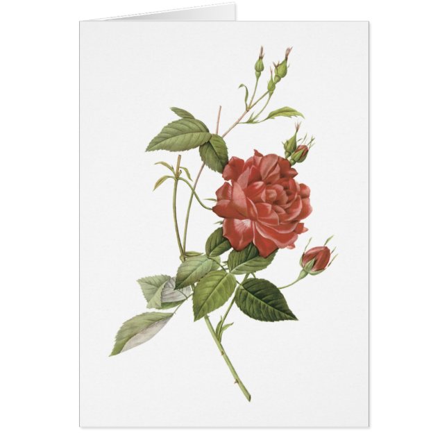 thee-roos (Rosa indica cruenta) van Redouté (Voorkant)