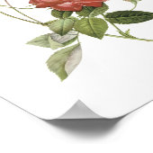 thee-roos (Rosa indica cruenta) van Redouté Poster (Hoek)