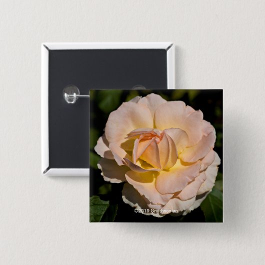 Thee Roos Vierkante Button 5,1 Cm (Voorkant /achterkant)