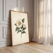 Theebloem Vintage Botanische Print Kunst