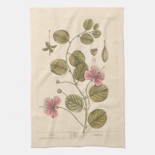 Theedoek met kappertje van Elizabeth Blackwell (Verticaal)