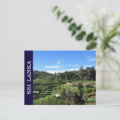 theeheuvels sri lanka briefkaart (Staand voorkant)