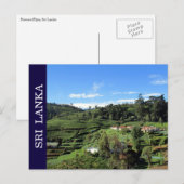 theeheuvels sri lanka briefkaart (Voorkant / Achterkant)