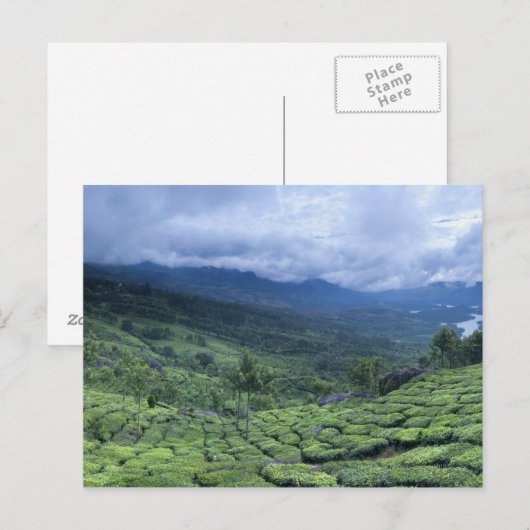 Theeplantage 2 Kerala staat India Briefkaart (Voorkant / Achterkant)
