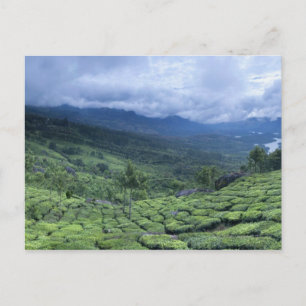 Theeplantage 2 Kerala staat India Briefkaart