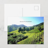 theeplantage in maleisië briefkaart (Voorkant / Achterkant)