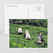 theeplantages briefkaart (Voorkant / Achterkant)