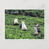 theeplantages briefkaart (Voorkant)