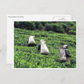 theeplantages briefkaart (Voorkant / Achterkant)