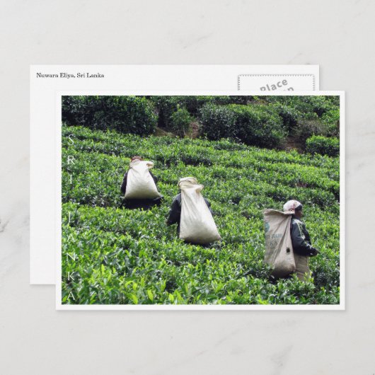 theeplantages briefkaart (Voorkant / Achterkant)