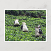 theeplantages briefkaart (Voorkant)