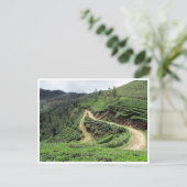 theeplantails briefkaart (Staand voorkant)