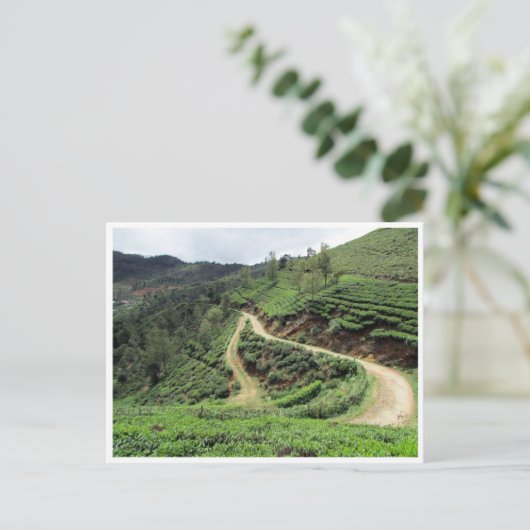 theeplantails briefkaart (Staand voorkant)