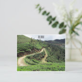 theetrails sri lanka briefkaart (Staand voorkant)