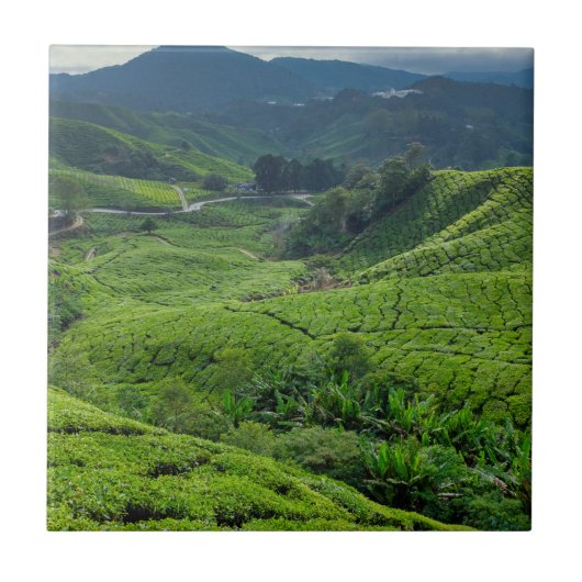 Theetuin Cameron Highlands Tegeltje (Voorkant)