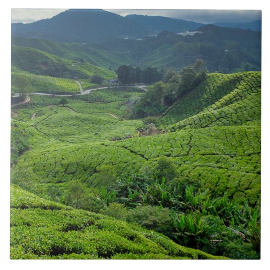 Theetuin in Cameron Highlands Tegeltje (Voorkant)