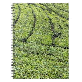 Theetuinen van Munnar op Notitieboek