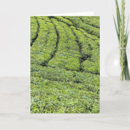 Theetuinen van Munnar op wenskaart Kaart