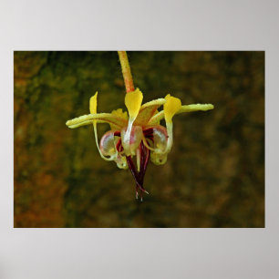 Theobroma Cacao Boom Vloer Poster