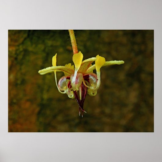 Theobroma Cacao Boom Vloer Poster (Voorkant)