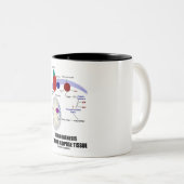 Thermogenese in bruin en dipose weefsel tweekleurige koffiemok (Voorkant rechts)