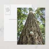 Thermostaat op een hoge boom in een bos briefkaart (Voorkant / Achterkant)