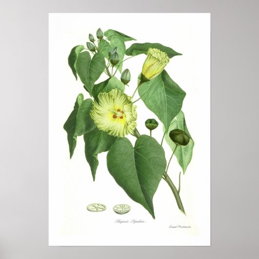 Thespesia populnea poster (Voorkant)