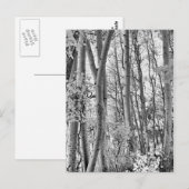 Thicket Briefkaart (Voorkant / Achterkant)