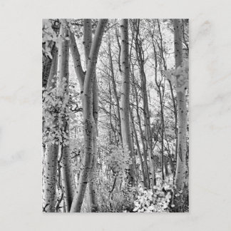 Thicket Briefkaart