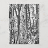 Thicket Briefkaart (Voorkant)