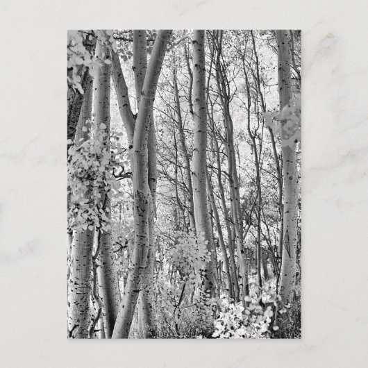 Thicket Briefkaart (Voorkant)