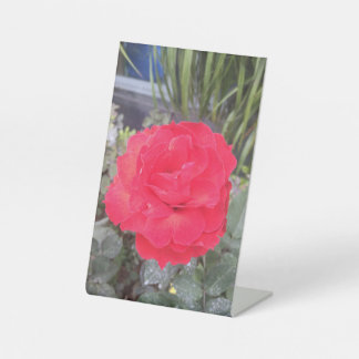 Thiep hoa hong reclamebord met voetstuk