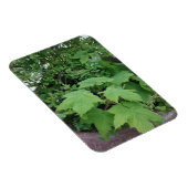 Thimblebes Magneet (Rechterzijde)