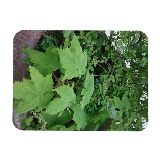 Thimblebes Magneet (Horizontaal)