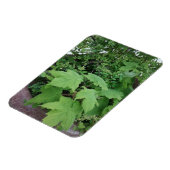 Thimblebes Magneet (Linkerzijde)