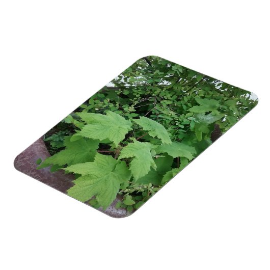 Thimblebes Magneet (Linkerzijde)