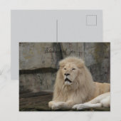 thinking of you lion love  briefkaart (Voorkant / Achterkant)