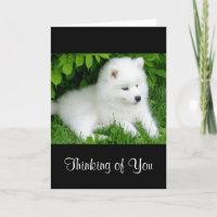 Thinking of You White Samoyed Puppy Dog Card