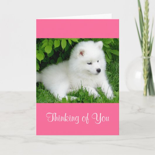 Thinking of You White Samoyed Puppy Dog Pink Card Kaart (Voorkant)
